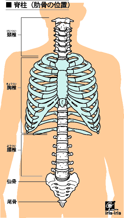 からだの学問 - 脊柱と胸郭