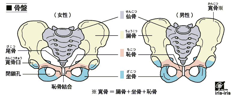 からだの学問 - 下肢帯