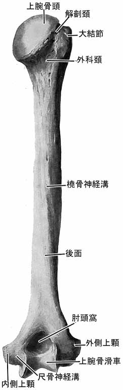 からだの学問 - 上腕骨