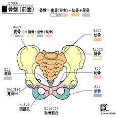 からだの学問 〜仙骨の骨格〜